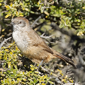 Patagonian Canastero