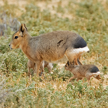 Patagonian Mara