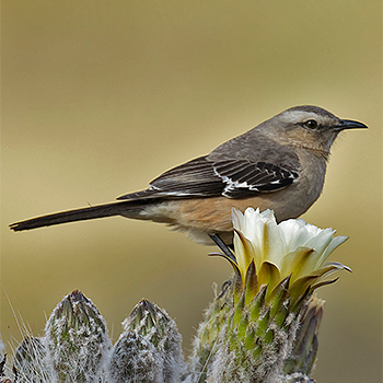 Patagonian Mockingbird