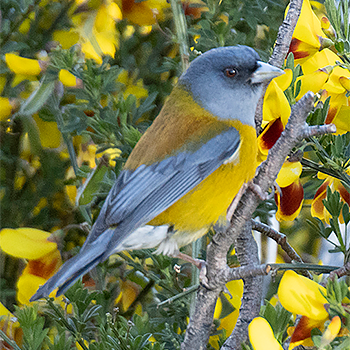 Patagonian Sierra Finch