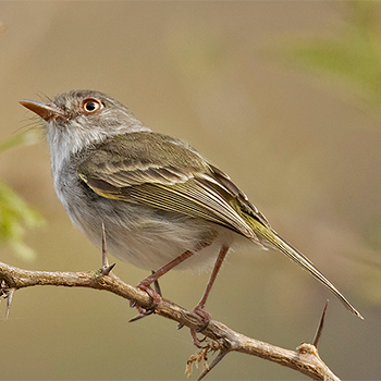 Pearly-vented Tody-tyrant