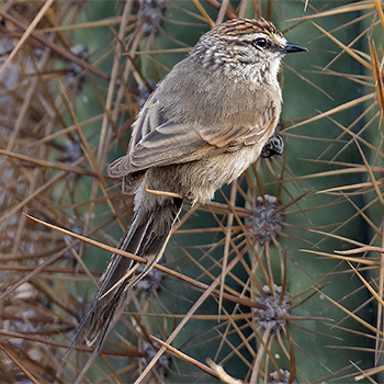 Plain-mantled Tit-spinetail