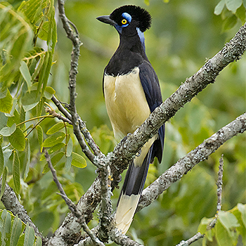 Plush-crested Jay
