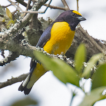 Purple-throated Euphonia