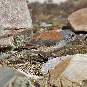 Red-backed Sierra Finch