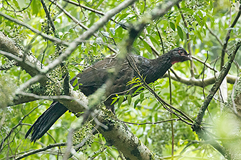 Red-faced Guan