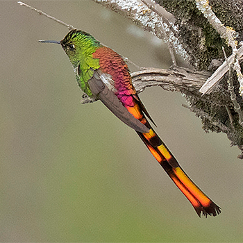 Red-tailed Comet