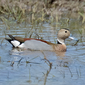 Ringed Teal