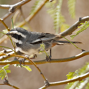 Ringed Warbling Finch
