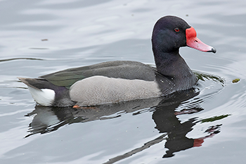 Rosy-billed Pochard