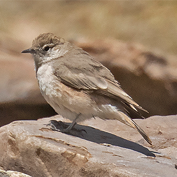 Rufous-banded (Buzzing) Miner
