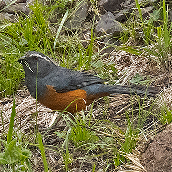 Rufous-bellied Mountain-tanager