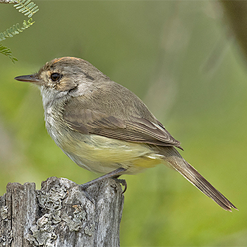 Rufous-crowned Pygmy-tyrant