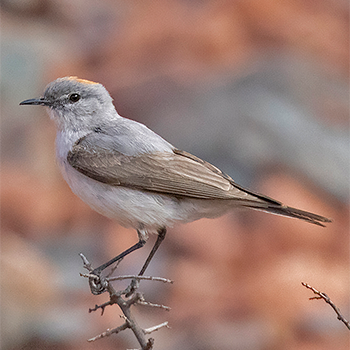 Rufous-naped Ground-tyrant