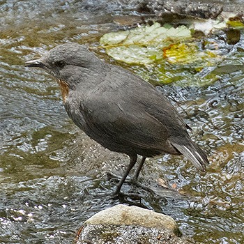 Rufous-throated Dipper