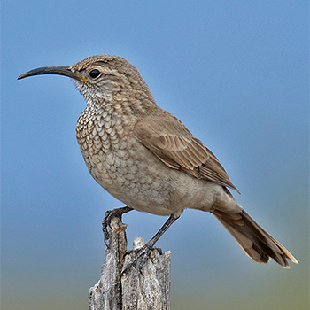 Scale-throated Earthcreeper