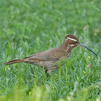 Scimitar-billed Woodcreeper
