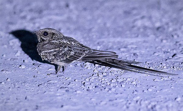 Scissor-tailed Nightjar