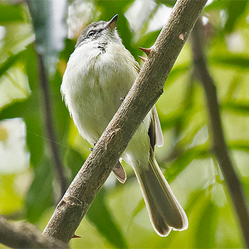 Sclater's Tyrannulet