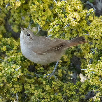 Short-billed Canastero