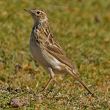 Short-billed (Puna) Pipit