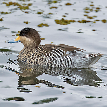 Silver Teal