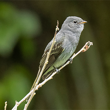 Slaty Elaenia