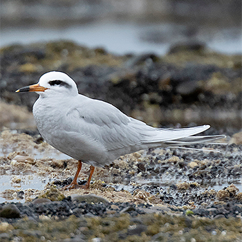 Snowy-crowned Tern