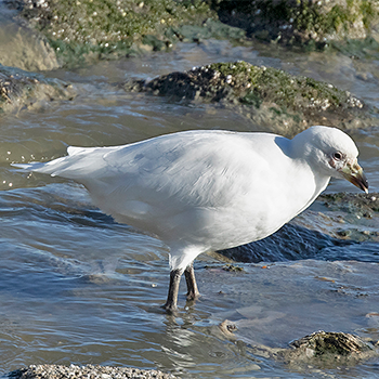 Snowy Sheathbill