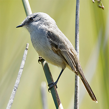 Sooty Tyrannulet