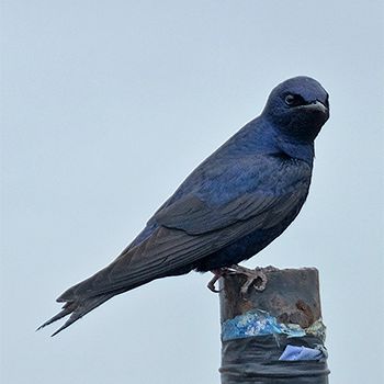 Southern Martin