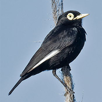 Spectacled Tyrant