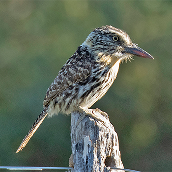 Spot-backed (Chaco) Puffbird