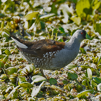 Spot-flanked Gallinule