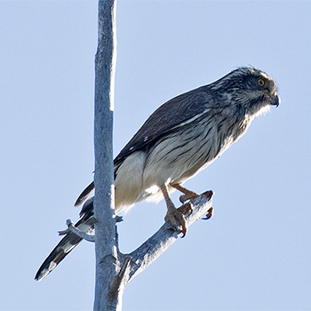 Spot-winged Falconet