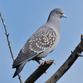 Spot-winged Pigeon