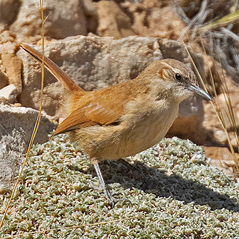 Straight-billed Earthcreeper