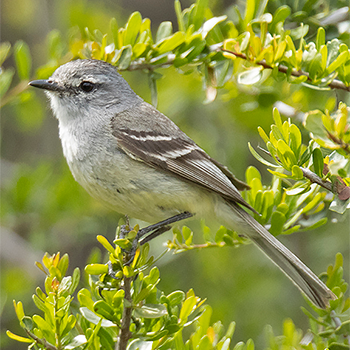 Straneck's Tyrannulet