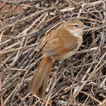 Streak-fronted Thornbird