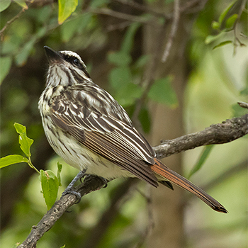 Streaked (Solitary) Flycatcher
