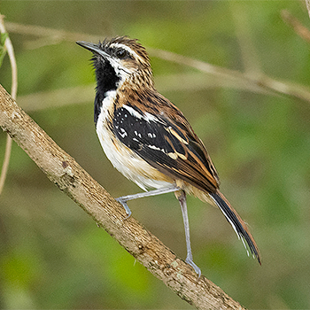 Stripe-backed Antbird