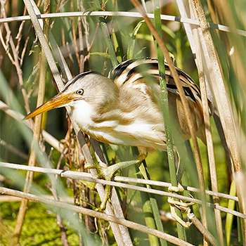 Stripe-backed Bittern