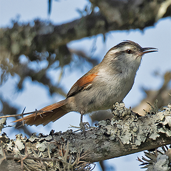 Stripe-crowned Spinetail