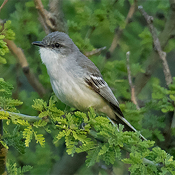 Suiriri Flycatcher