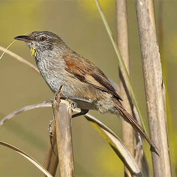 Sulphur-bearded Reedhaunter