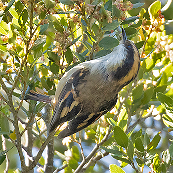 Thorn-tailed Rayadito