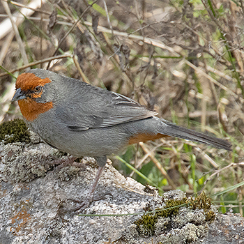 Tucuman Mountain Finch