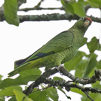 Tucuman Parrot