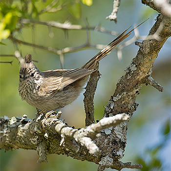 Tufted Tit-spinetail