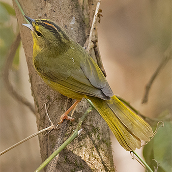 Two-banded Warbler